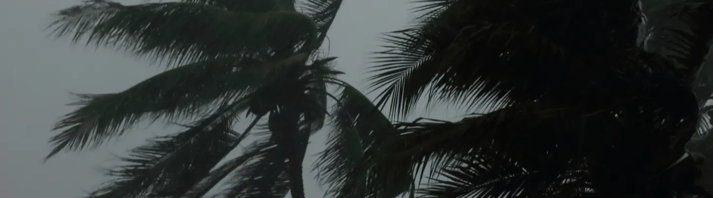 palmeras durante un huracán