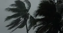 palmeras durante un huracán